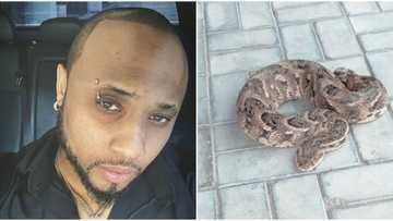 Davido's cousin B-Red splashes N500k on a big-sized pet snake