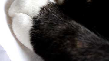 Tout savoir sur la patte de chat : caractéristiques, anatomie