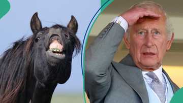 UK soldier dies after falling from horse, King Charles reacts