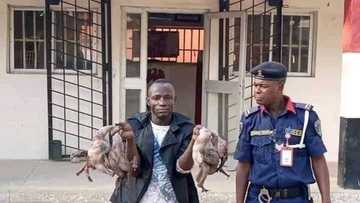 Shekaru 5 ina sayarwa mutane mushen kaji a Maiduguri, Ebere