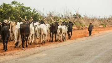 Gwamnatin Buhari ta bayyana abin da ta ware domin aikin RUGA a bana