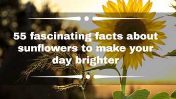 55 fascinating facts about sunflowers to make your day brighter