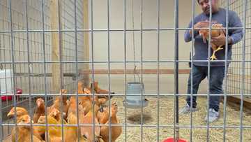 Facing egg shortage, Americans bring chickens home to roost