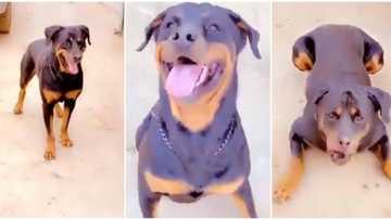 Was it human before? Reactions as Nigerian man speaks to his dog in Yoruba, it responds, viral video wows many