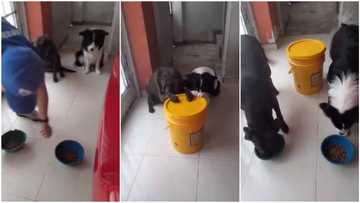 How these 2 dogs bent their heads and 'prayed' to God before eating (see video)