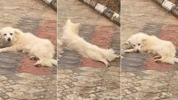 "Stop spreading your legs": Nigerian man blows hot, warns female dog in hilarious video