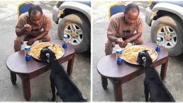 "Animals are friendly": Man & his goat share jollof rice in same tray, video goes viral on TikTok