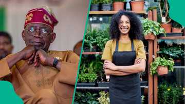 Apply: Tinubu establishes credit guarantee firm to give loans to Nigerians