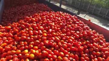 Za’a bude kamfanin sarrafa tumatur a Kaduna