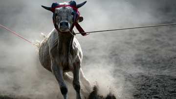 Mexico barred from sending cattle to US over flesh-eating pest