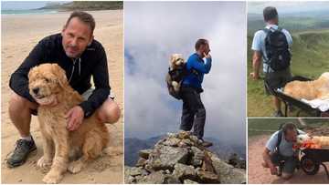 Man takes his dying dog for his last walk to the mountain, emotional photos of them stir massive reactions