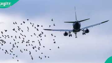 Nigerian airline reports 2nd bird strike in 24 hours, 4th in 2026