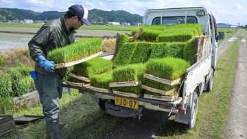 Rice prices double in Japan as inflation accelerates