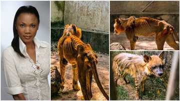 Hungry-looking lion, chimpanzee, crocodile spotted at Kaduna zoo, Funmi Iyanda, others react (photos)