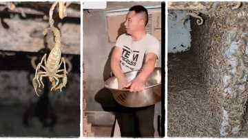 "N30 billion per gallon": Man builds farm, breeds millions of deadly scorpions and milks their venom