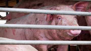 An kara gano wata cuta da ka iya zama annobar duniya a China