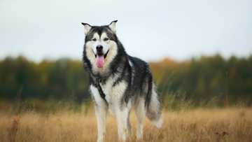 Tout savoir sur le malamute géant : caractère, poids, alimentation