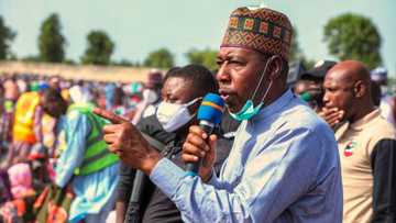 Dokar Hana Makiyaya Kiwo a Fili Ba Zata Yi Aiki Ba, Inji Gwamna Zulum, Ya Faɗi Dalili