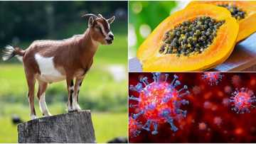 Anxiety in Tanzania as pawpaw, goat test positive for coronavirus, President Magufuli reacts