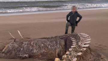 Mysterious sea beast found on Scottish beach after Storm Ciara (photo)