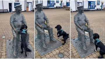 Excited dog plays with a statue of man, jumps around it with yellow tennis ball, viral video melts hearts