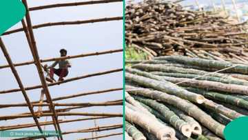 Nigeria’s bamboo gamble amid soaring construction costs, by Jennifer Odii