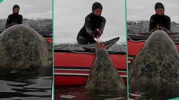 "Wonderful": Lucky fisherman catches big fish called halibut, unable to drag it into fishing boat