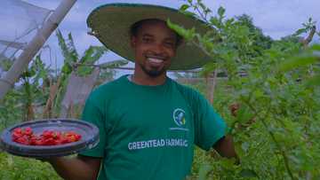 How the PalmPay Hustle Grant Helped GreenTead Farm Grow into a Multi-Million Naira Agribusiness