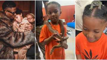 Wizkid's son Zion holds, wraps snake around neck in video, plays with other reptiles, many call him 'Brave'