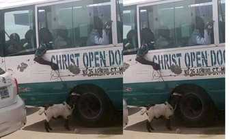 "Smoh exercise": Funny photo of Nigerian man with goat on public bus goes viral
