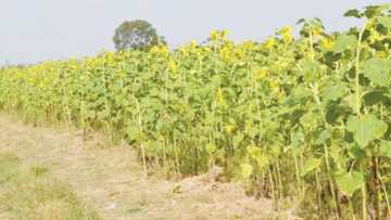 Yadda 'Yan Bindiga Sun Kallafawa Manoman Kaduna Harajin Miliyoyin Naira