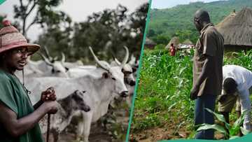 Just In: Miyetti Allah finally explains why herdsmen still attack, kill in Plateau, "It will continue"