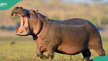 Deadly hippopotamus kills man in Adamawa beside river