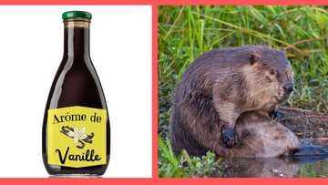 D'où vient l'arôme de vanille et quel rapport avec les castors ?