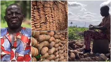 I harvested over 1m tubers of yam, farming is lucrative - Nigerian man with 7 wives, 27 kids speaks in video