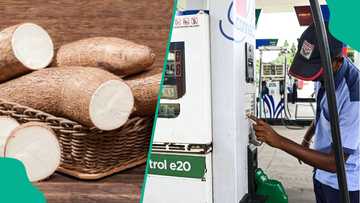 Marketers pushes cassava ethanol for petrol blending to cut fuel prices, boost farmers' earnings