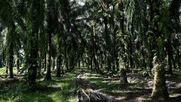 Bitter harvest: Malaysian palm oil farmers face labour crunch