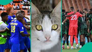 Nigeria vs Tanzania: Mysterious cat forecasts AFCON 2025 outcome