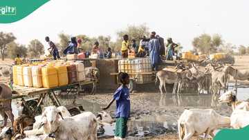 50 people kidnapped, 3000 cows stolen as Kwara insecurity worsens