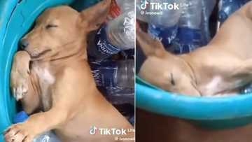 "I don use my money buy rubbish": Nigerian man catches his security dog hiding inside a bucket to sleep