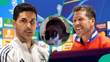 Mysterious cat predicts who will reach Champions League final between Arsenal and Atletico Madrid