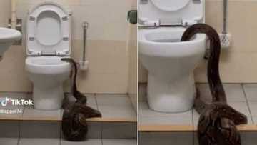 Sai a kula: Bidiyon katon maciji da ke kokarin buya a bandaki ya girgiza jama'ar intanet