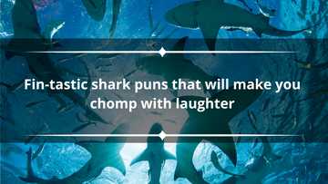 140 fin-tastic shark puns that will make you chomp with laughter