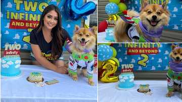 "Dog wey dey chop life": Oyinbo lady holds lavish birthday party for her pet, shares stunning photos