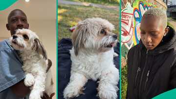 Nigerian lady relocates her dog to UK, spends over N4m to cover travelling, test fees
