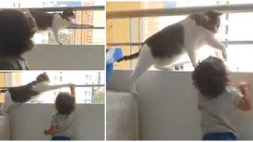 Brave cat saves little kid from scaling building balcony in stunning video, social media users praise the pet