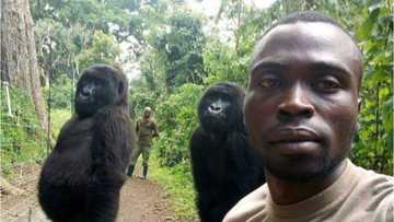 2 gorillas spotted doing human-like pose for selfie at national park in Congo