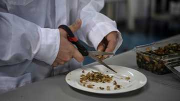 Seaweed and 3D printers: Chile's innovative approach to feeding kids