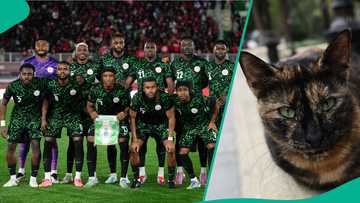 AFCON 2025: Mysterious cat predicts outcome of Nigeria vs Mozambique