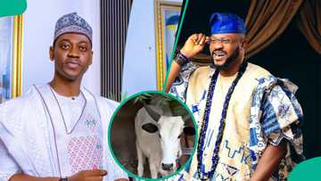 Drama as Adedimeji Lateef’s cow gift to Odunlade Adekola attacks him in funny clip: “E remain small”